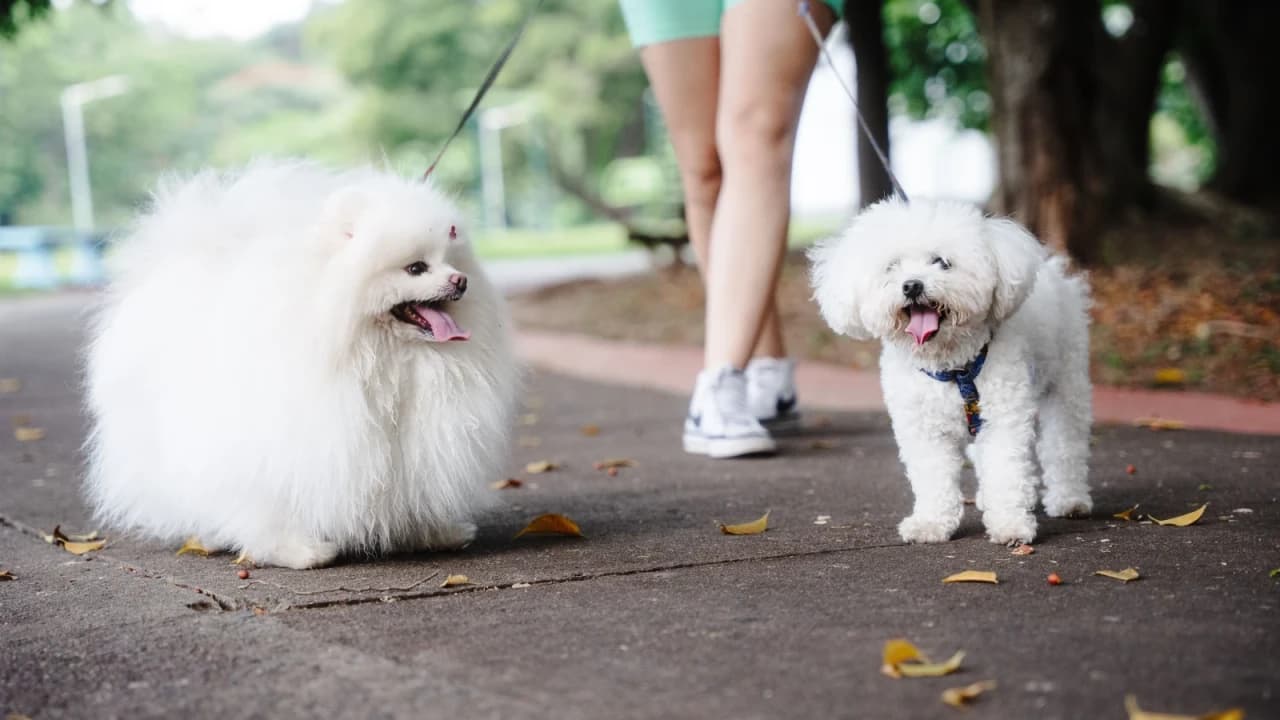 Pet Pro