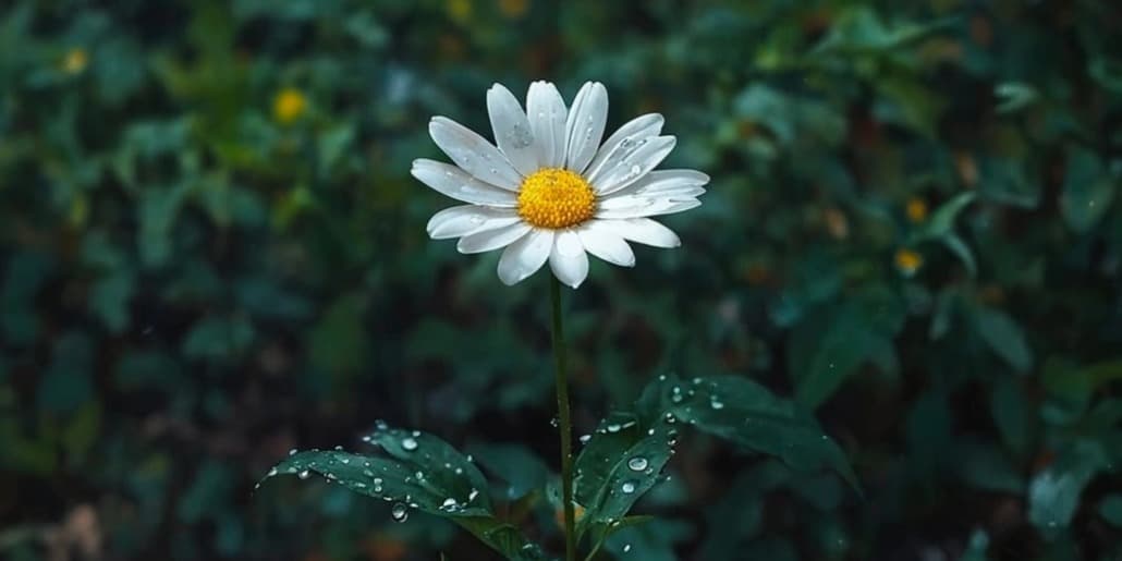 Profile cover