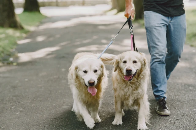 Dog Walking - book online with Bookme
