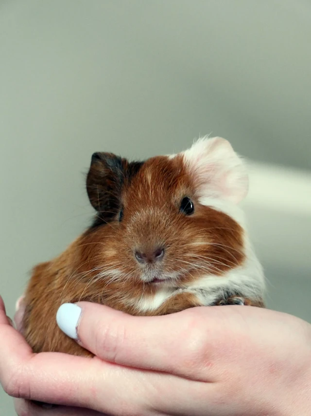 Other Pet Service - book online with Bookme