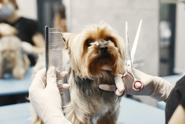 Pet Grooming - book online with Bookme