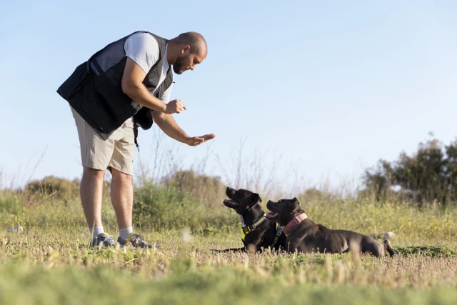 Pet Training - book online with Bookme